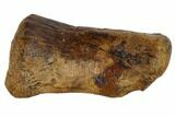 Hadrosaur (Edmontosaur) Metacarpal (Wrist) Bone - South Dakota #117081-2